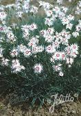 Dianthus spiculifolius 'Pink'